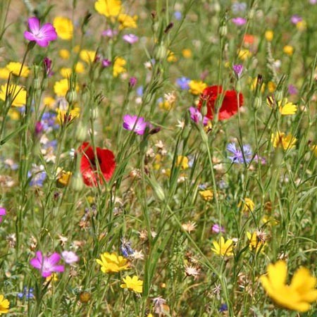 Guía de flores silvestres del campo en primavera