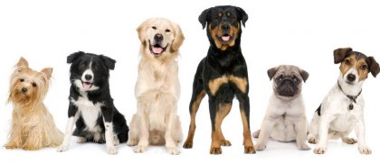 Tener Perro no es un Juego V: Tipos de perros y Razas con consideraciones especiales