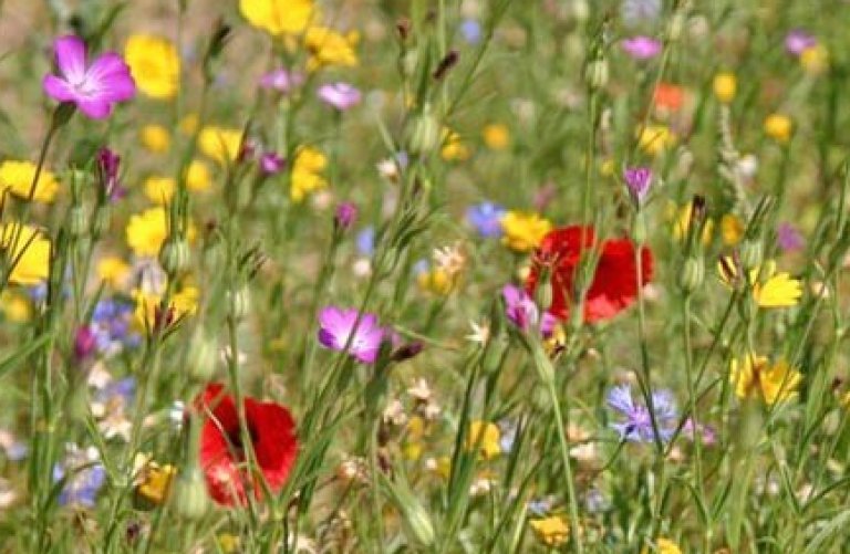 Guía de flores silvestres del campo en primavera