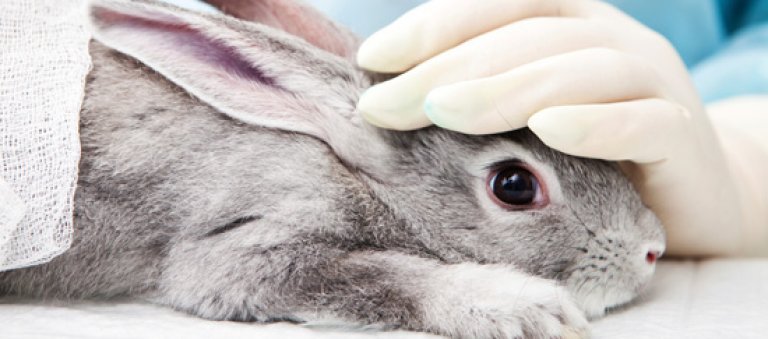 Sabemos que amas a los animales: di no a los test cosméticos y el sufrimiento animal