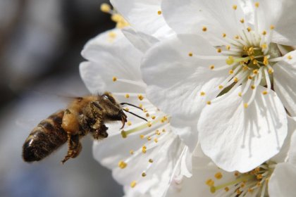 ¿Sabes en qué consiste la apicultura ecológica?