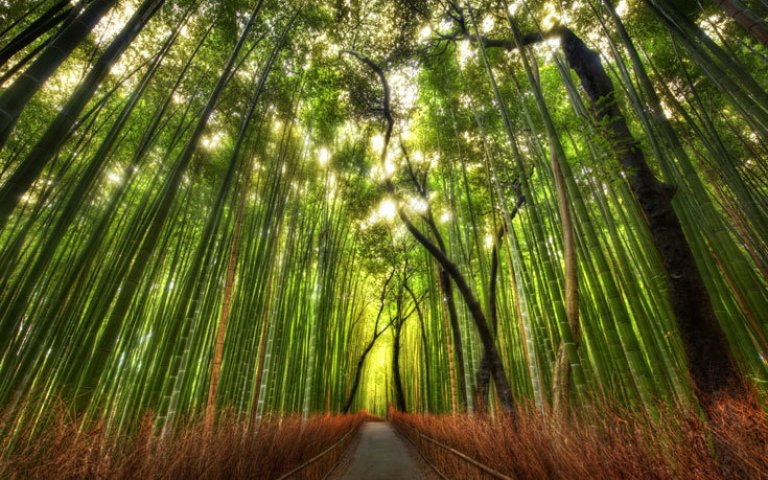 Bosque de bambú Sagano Arashiyama (Japón)